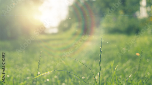 Fototapeta Naklejka Na Ścianę i Meble -  Green grass, sunlight, macro, blur background bokeh