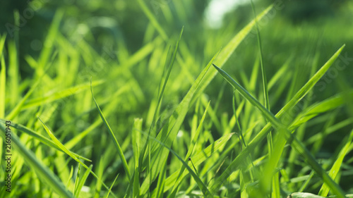 Green grass, sunlight, macro, blur background bokeh