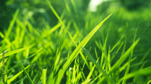 Green grass, sunlight, macr...