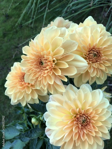 Dahlia