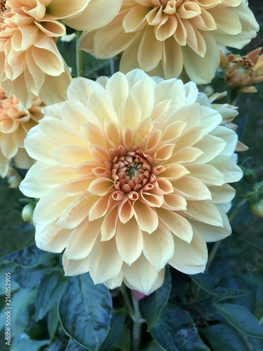 Dahlia