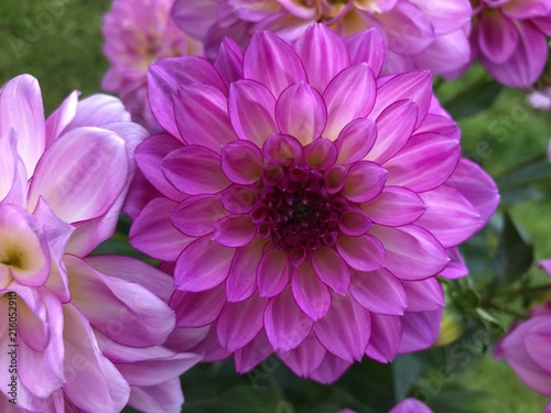 Dahlia