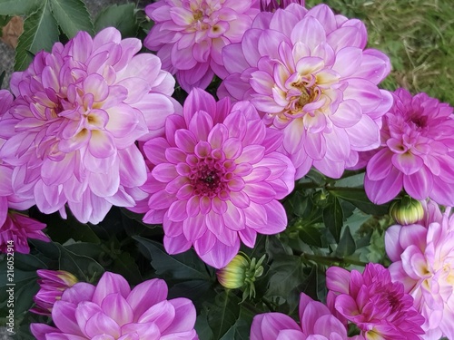 Dahlia