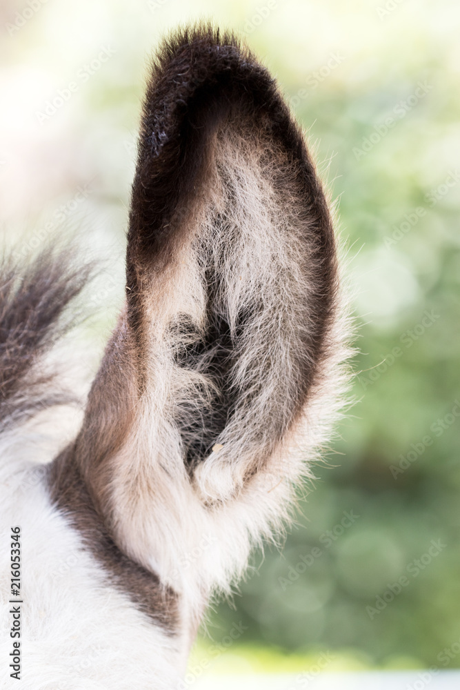 Fototapeta premium Domesticated Donkey - Equus africanus asinus