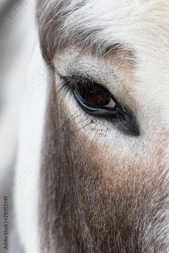 Domesticated Donkey - Equus africanus asinus © RMVera