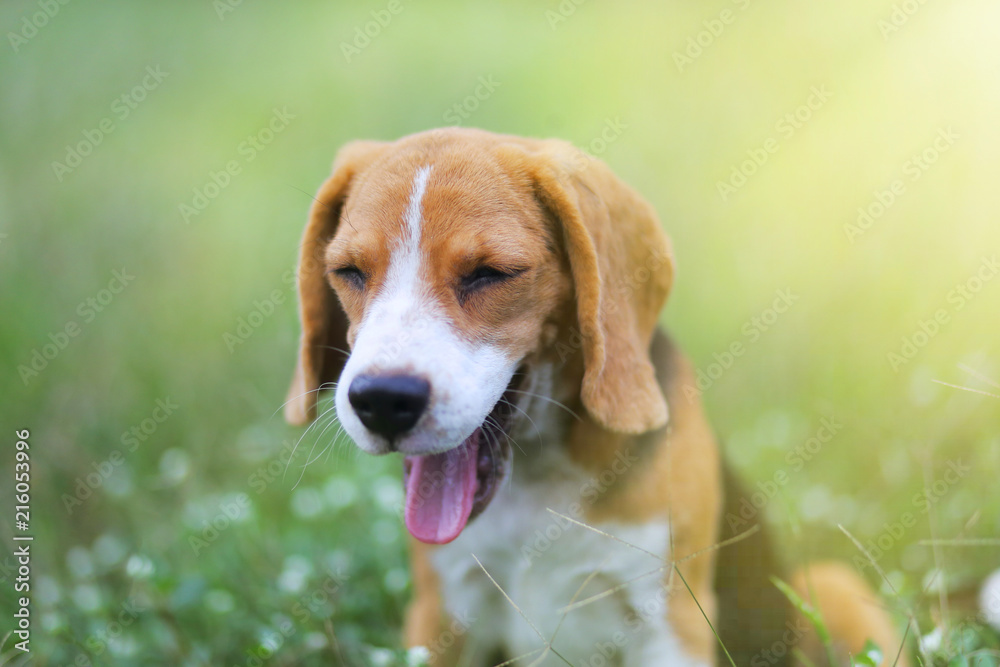Beagle dog yawn while playing on the green grass outdoor in the park.