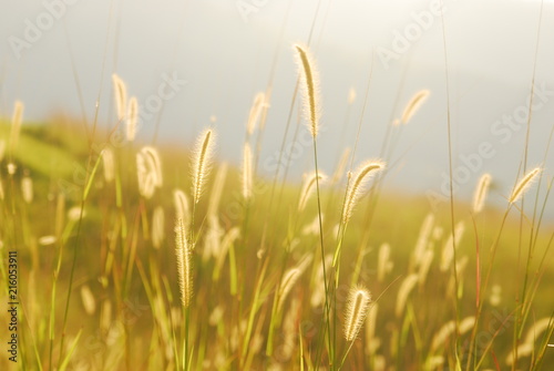 Morning Sun Shines the Grass