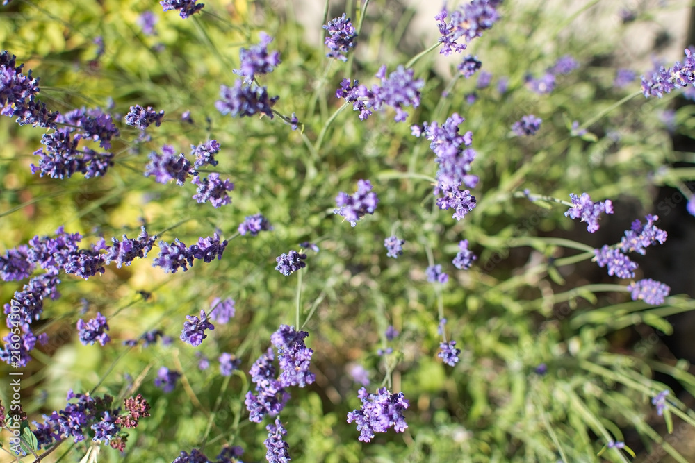 Obraz premium Purple lavender blossoming
