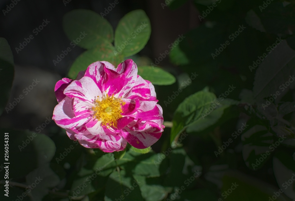 Bright pink and white beautiful Rosa Rugosa rose Bright pink and white beautiful Rosa Rugosa rose