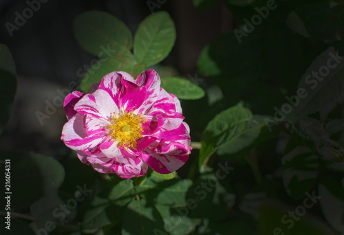 Bright pink and white beautiful Rosa Rugosa rose