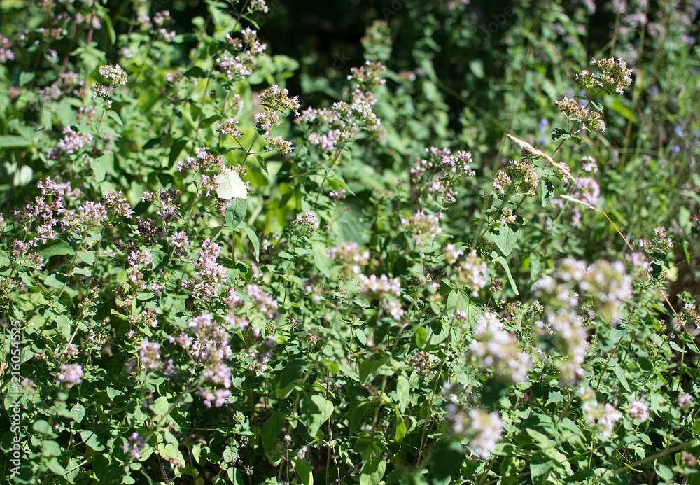 White butterfly on lavender flowers closeup