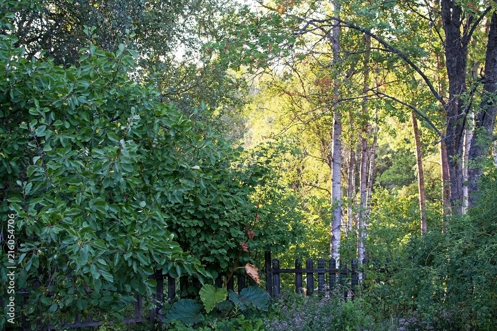 Evening sunlight in the foliage of birch trees Evening sunlight in the foliage of birch trees