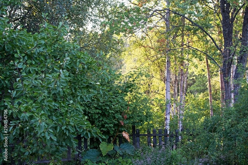Fototapeta Naklejka Na Ścianę i Meble -  Evening sunlight in the foliage of birch trees