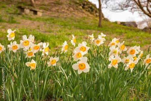 Bright Narcissus flowers photo