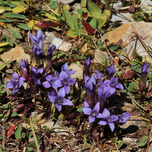 Field gentians, beautiful wildflowers growing in the Alps photo