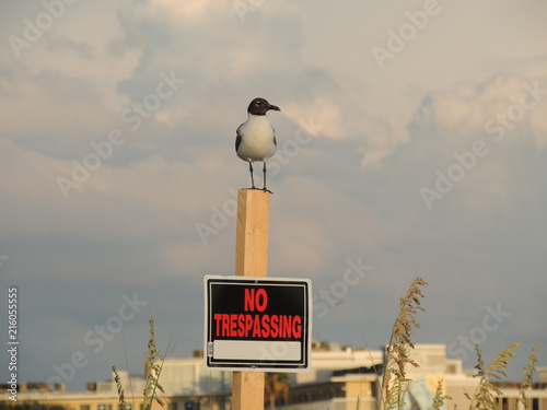 Beach guard