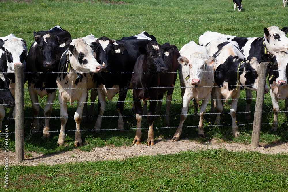 Cows on a green farm field during a vibrant sunny summer day. Taken in Chilliwack, East of Vancouver, BC, Canada.