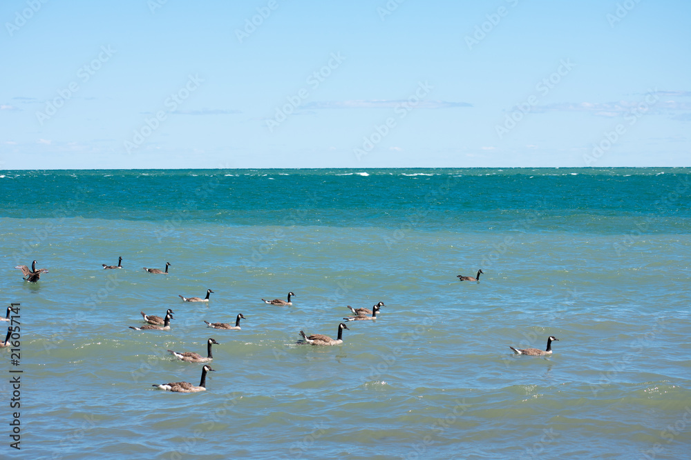 Ocean Ducks