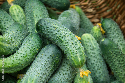 freshly picked cucumbers from a garden bed in a basket.