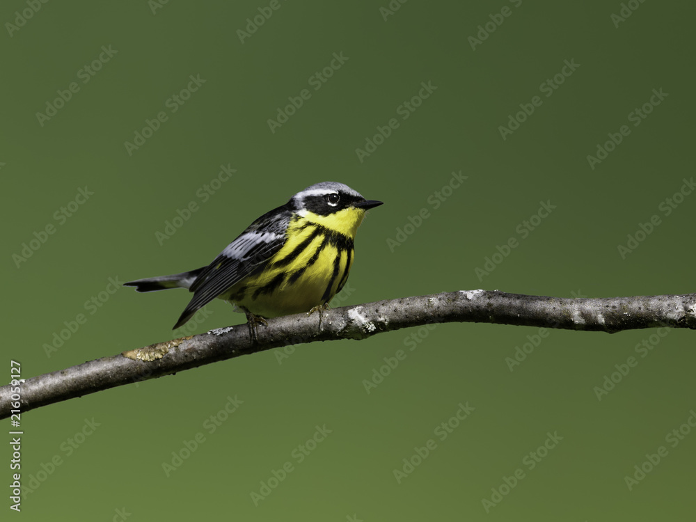 Obraz premium Magnolia Warbler on Green Background