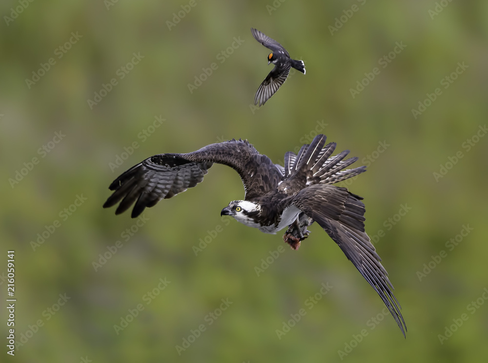 Obraz premium Osprey Harassed by Eastern Kingbird