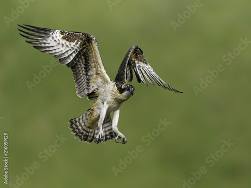 Juvenile Osprey Learning to Fly © FotoRequest