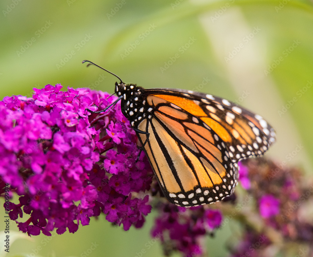 Monarch Butterfly on Flower Monarch Butterfly on Flower