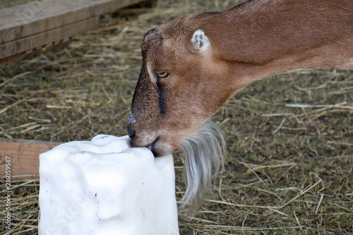 goat licking a block of salt in barn stall