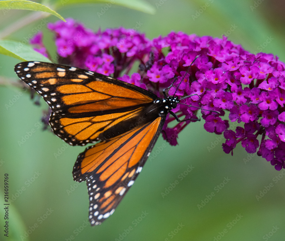 Monarch Butterfly on Flower Monarch Butterfly on Flower