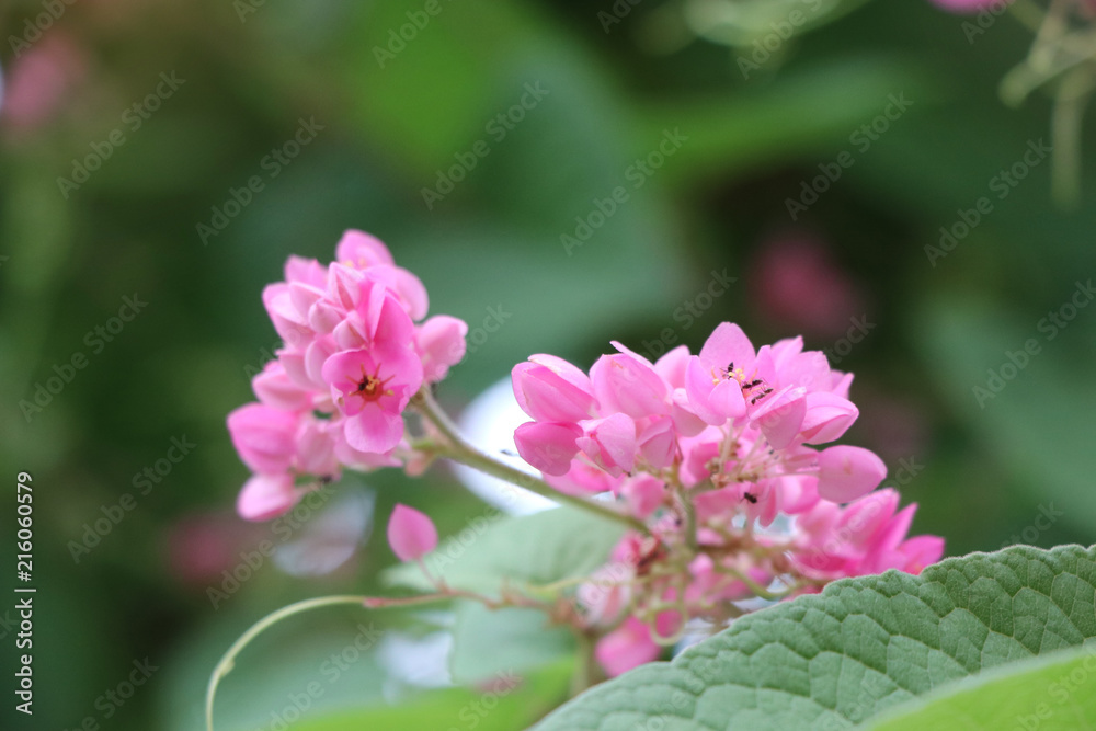 Pink flowers Mexican creeper with leaf freshness in nature gardening