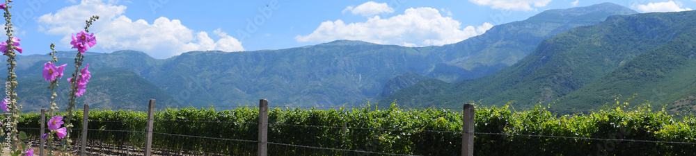 Fototapeta premium Mostar Vineyard