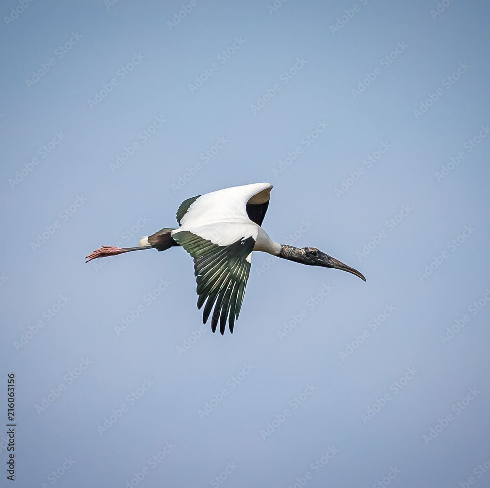 Obraz premium Wood stork (Mycteria americana) flying in blue sky in Brazil.tif