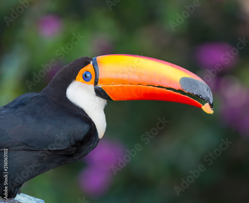 Colorful toucan of brazil.CR2