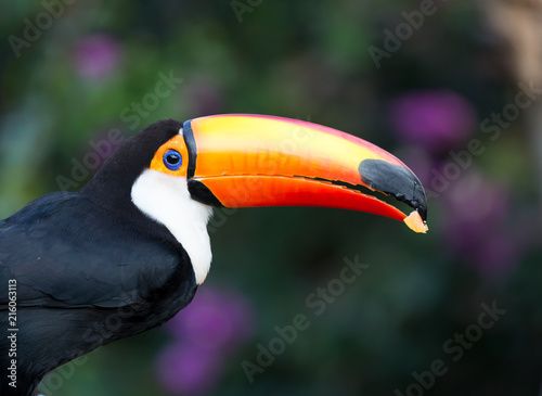 South American Toucan eating fruit in the wild.CR2