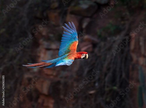Red and Green Macaw of Brazil flying .