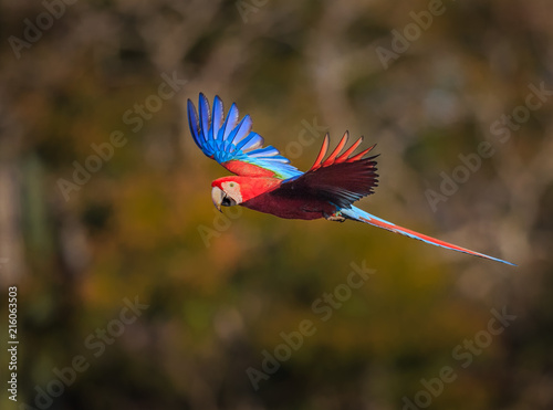 Flying Red and green Macaw in Brazil.CR2