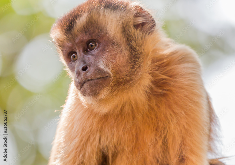 brown capuchin monkey closeup looking left.C brown capuchin monkey closeup looking left.C