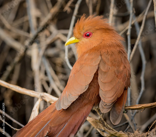 Little cuckoo of Brazil. photo