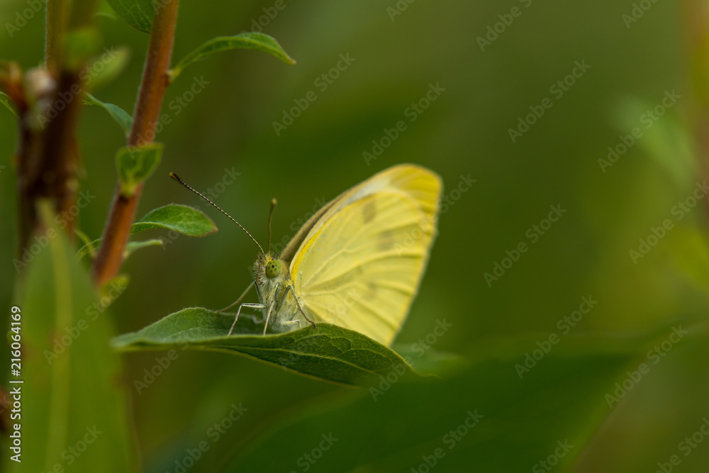 Yellow butterfly hiding in the leafs Yellow butterfly hiding in the leafs