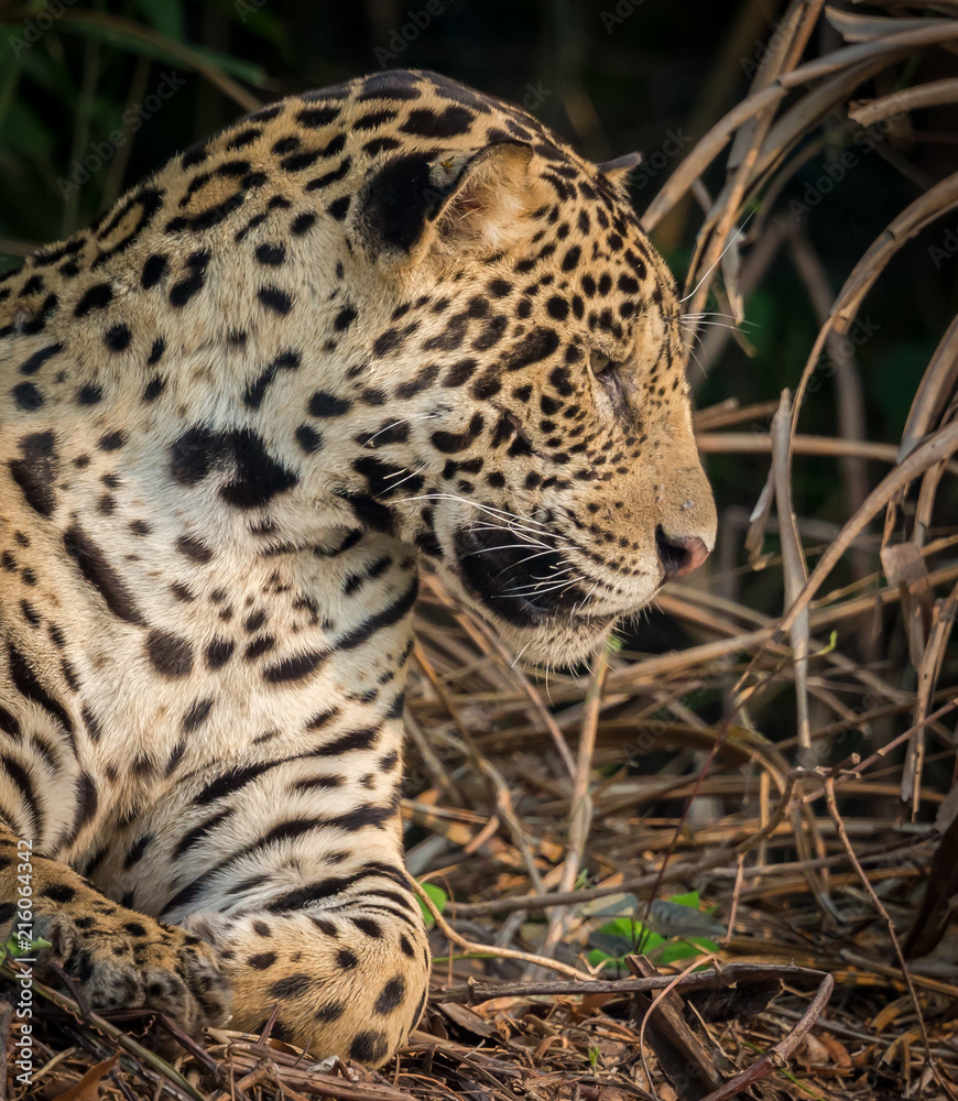 Elusive Brazilian Jaguar looking right.CR2 Elusive Brazilian Jaguar looking right.CR2
