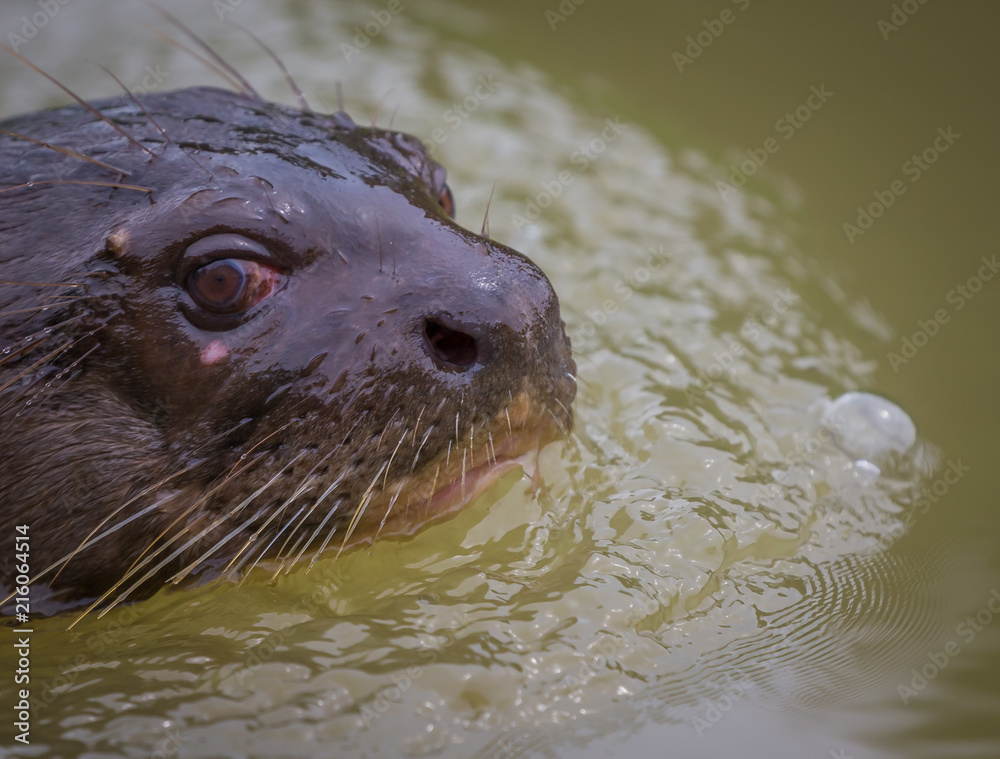 Obraz premium Giant River otter close up of face in water of Brazil.CR2