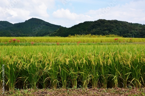 The harvest season / Rice cultivation