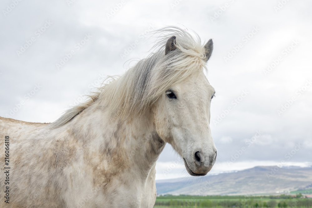 Obraz premium Icelandic horse