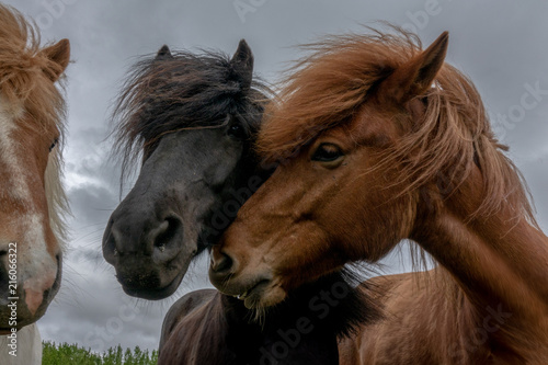 Icelandic horse © thomasmales