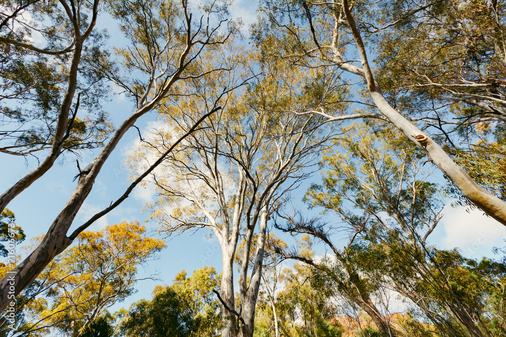 Looking up at Australian eucalyptus trees canopy and skies Looking up at Australian eucalyptus trees canopy and skies