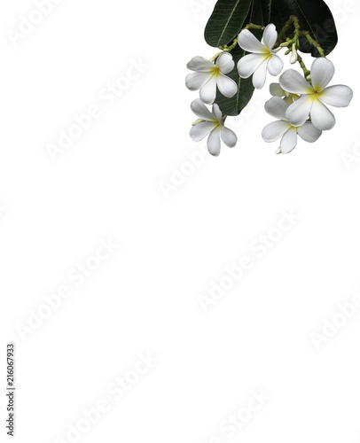 bouquet white plumeria isolated with path