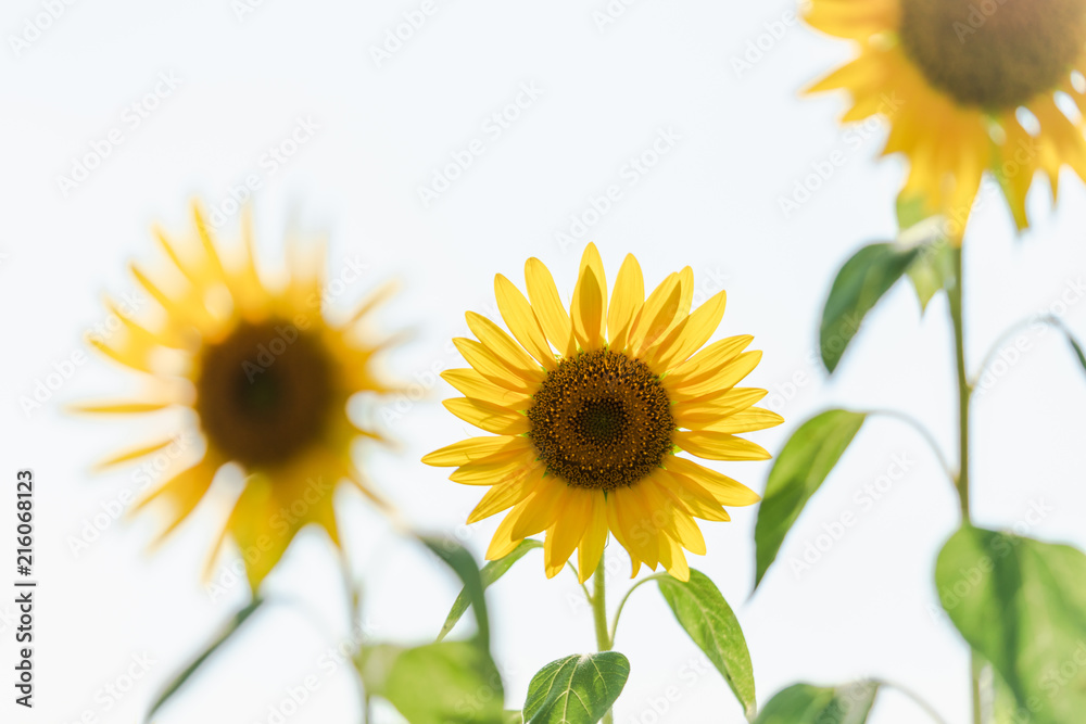 Obraz premium 白バックのヒマワリ