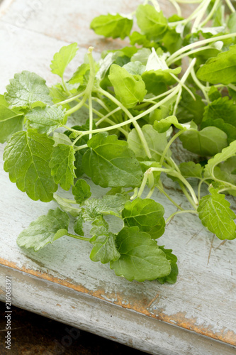 fresh micro herbs photo