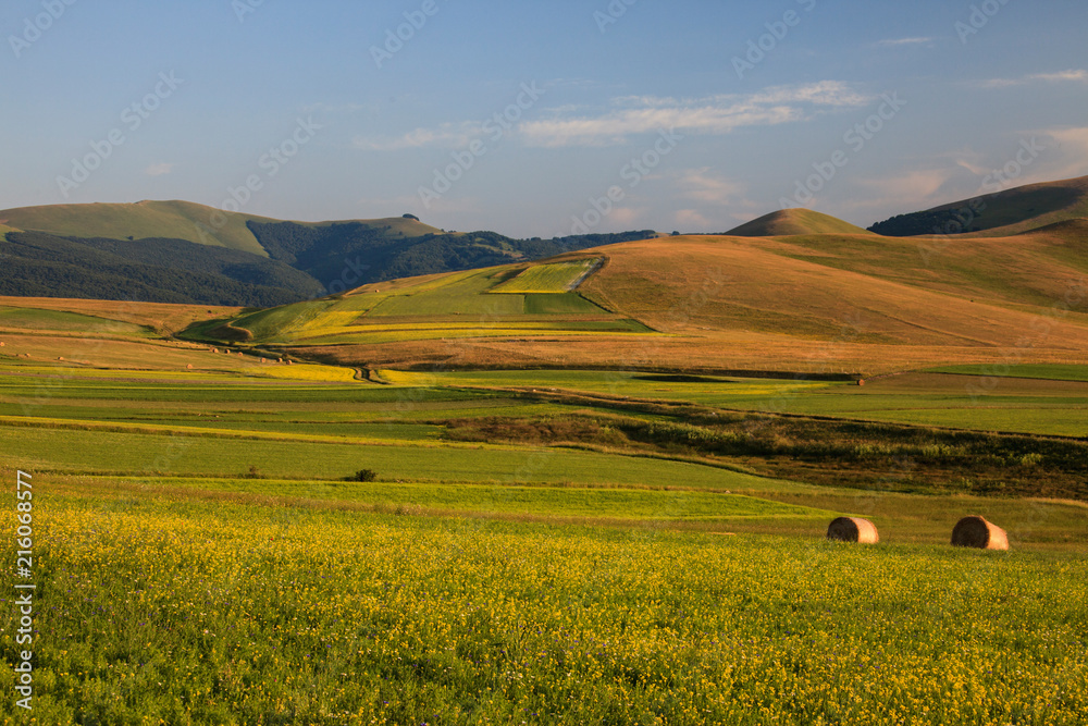 Fototapeta premium The wonderful lentil flowering in Castelluccio di Norcia. Thousands of colours, flowers and wheat. a beautiful landscape 