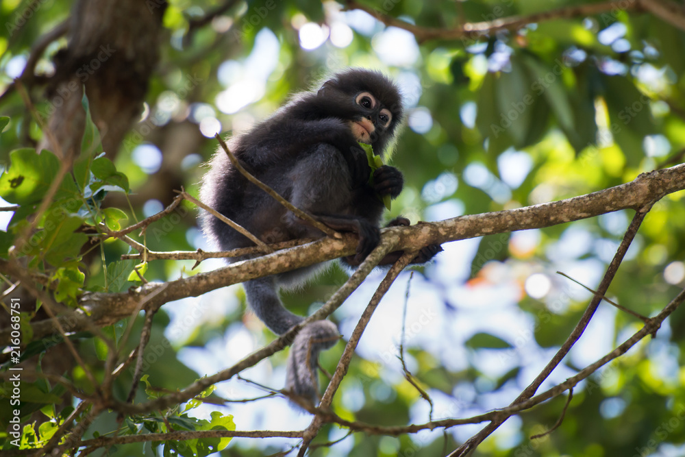 Dusky leaf monkey